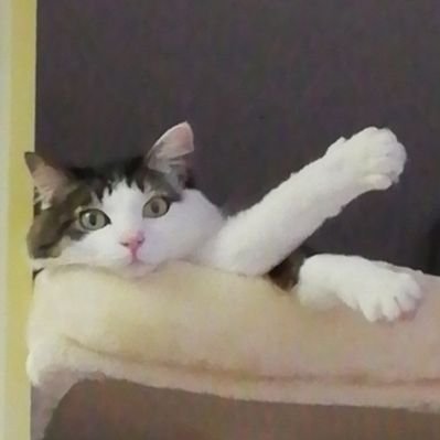 大畠順子's profile picture