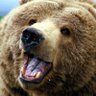 kuma san's profile picture