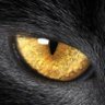 Ankou 🇪🇺 🇫🇷's profile picture