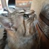 Je suis Chaton🧡🖤🎀🐱🐈🐾🐾 profil fotoğrafı