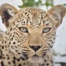 Ali YE علي's profile picture