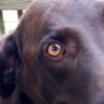 Profilbild von Dogleg Wright