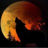 Profilbild von AIRHIX®️ {mavado} WOLF
