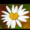 Pam profil fotoğrafı