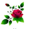 م محمد جميل ابو اسامة🌹 profil fotoğrafı
