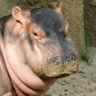 Hippolas's profile picture
