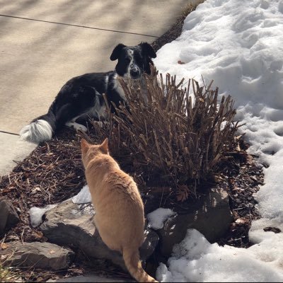 bobthe1dog's profile picture