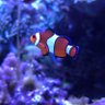 シナモン&サワラ profil fotoğrafı