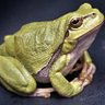 Gaston de Normandie's profile picture