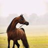 خيال's profile picture