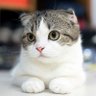 猫太郎's profile picture