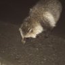- 野生のタヌキ - profil fotoğrafı