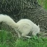 Squirrel Wizard 的头像