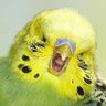 Profilbild von Lee