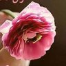 نوال الفهدي's profile picture