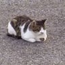 ひろ@'s profile picture