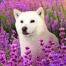 山本　まさお 的头像
