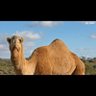 عابر profil fotoğrafı
