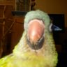 Portable Parrot MBA profil fotoğrafı