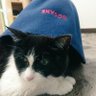 Фото профиля 川崎のサウナ猫🤘