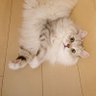 ゆり's profile picture