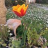 pinu profil fotoğrafı