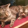 Profilbild von こねこねこ