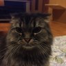 チョコ吉's profile picture