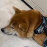 柴犬健康法建築士 profil fotoğrafı