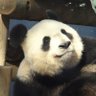 ミツコマン 的头像