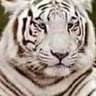 Nikola Bg's profile picture