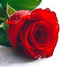 بدور profil fotoğrafı