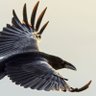 Panzer_valkyrie's profile picture