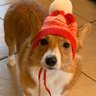 Фото профиля Tippy the Corgi
