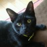 Фото профиля 黒猫