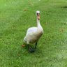 SwanLake's profile picture