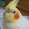 フカサワマユ🦒🦁🚙🚬's profile picture