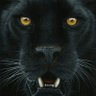 Dareh🦋🐾🦊❣'s profile picture