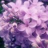 Фото профиля 泉水