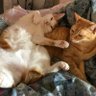 Profilbild von ねこさん政党