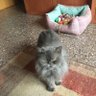 ció amat tobias profil fotoğrafı