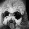 Profilbild von Jedispapahey