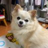 フォンチャン profil fotoğrafı