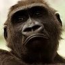 Profilbild von Anomalous monkey🦍