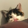 Karen Andersson's profile picture
