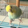 チト's profile picture