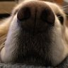 vahomeva profil fotoğrafı