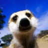 Profilbild von mirket