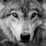 Profilbild von Joe Wolve