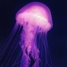 Фото профиля くづき